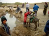 Donkeys at water